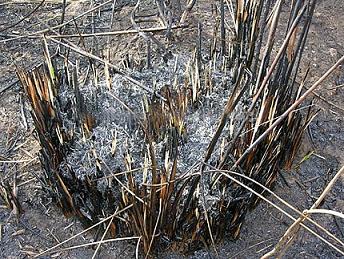 Organizaciones ambientalistas denuncian la responsabilidad de la Provincia de Entre Ríos en los incendios de los pastizales.